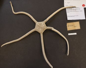 Media type: image; Invertebrate Zoology OPH-932